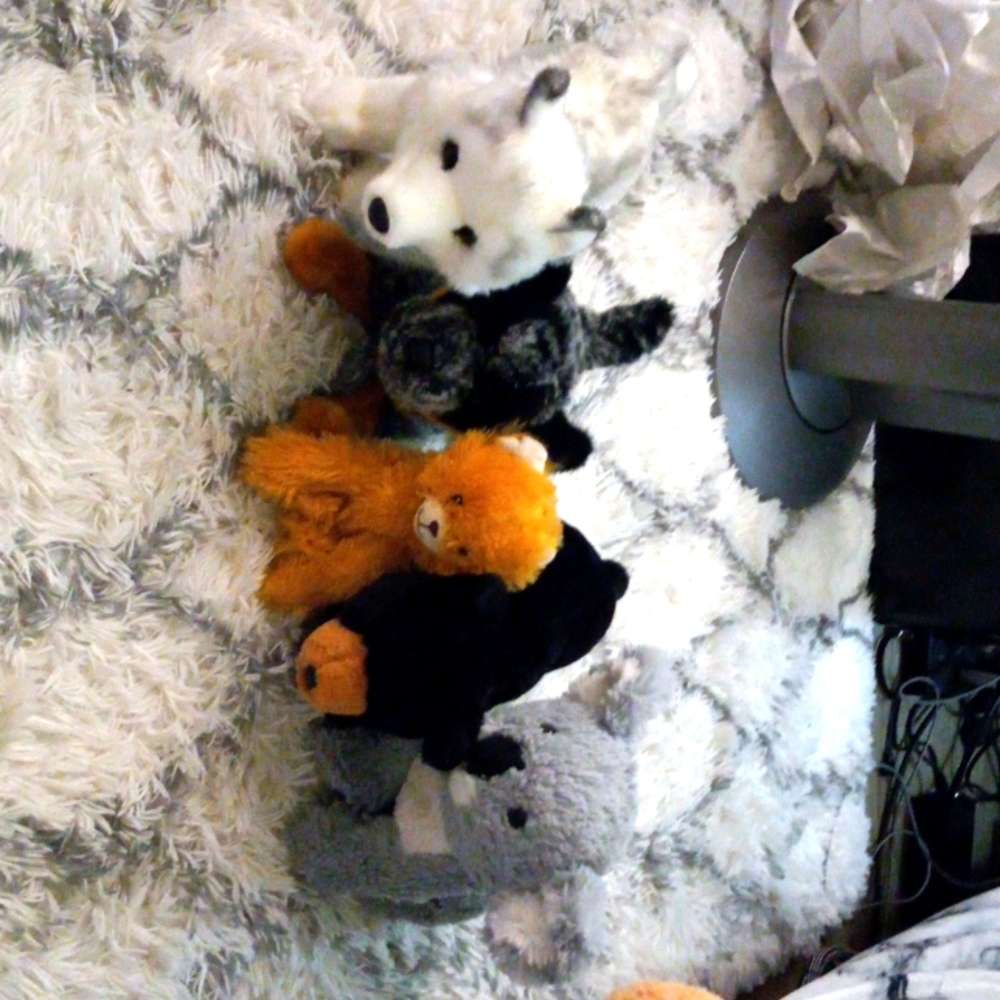 COPY - Cattel dog